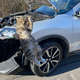 Image for article titled A Cat Was Rescued From This Moving Nissan Rogue's Engine Compartment